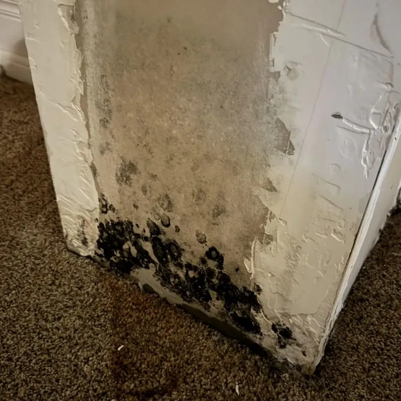 Professional Mold Removal in Mattoon, IL